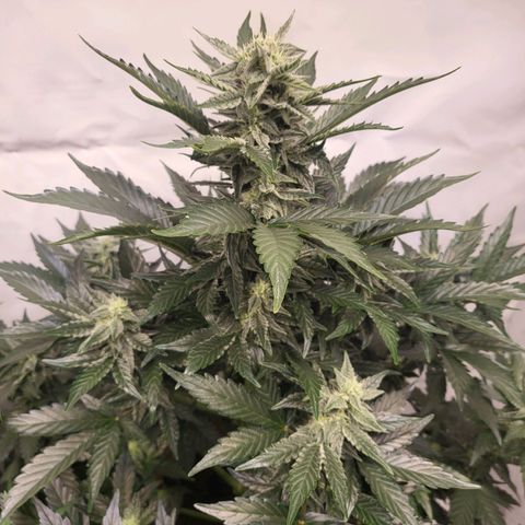 Afghani #1 Automatic growlog timeline photo