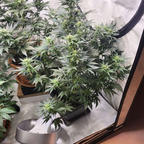 Afghani #1 Automatic growlog timeline photo