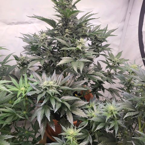 Afghani #1 Automatic growlog timeline photo