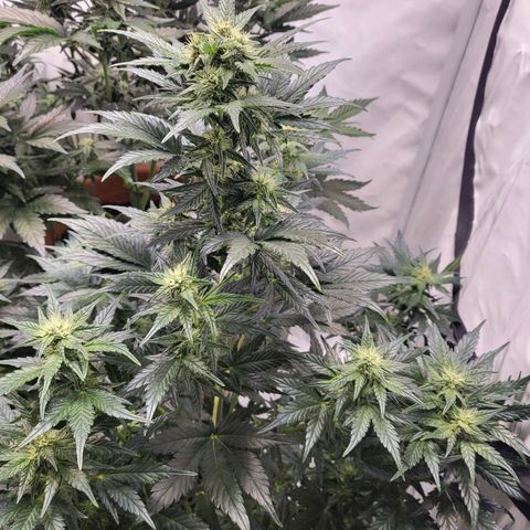 Afghani #1 Automatic growlog timeline photo