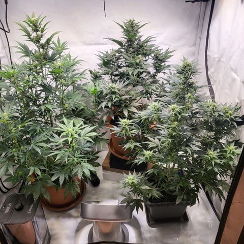 Afghani #1 Automatic growlog timeline photo