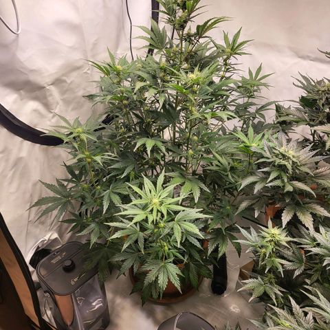 Afghani #1 Automatic growlog timeline photo
