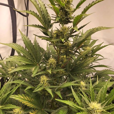 Afghani #1 Automatic growlog timeline photo