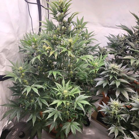 Afghani #1 Automatic growlog timeline photo