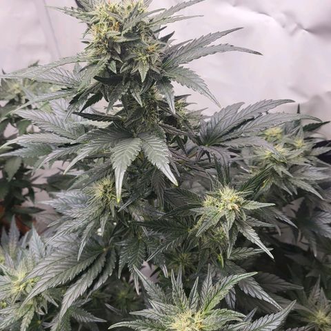 Afghani #1 Automatic growlog timeline photo