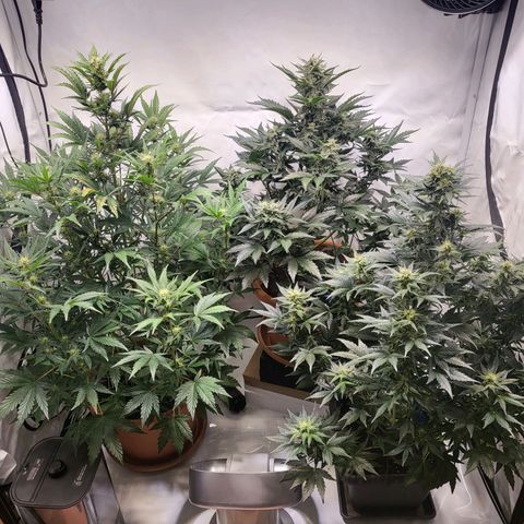 Afghani #1 Automatic growlog timeline photo