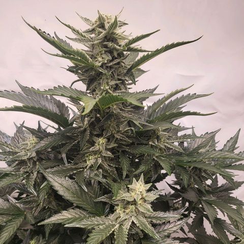 Afghani #1 Automatic growlog timeline photo