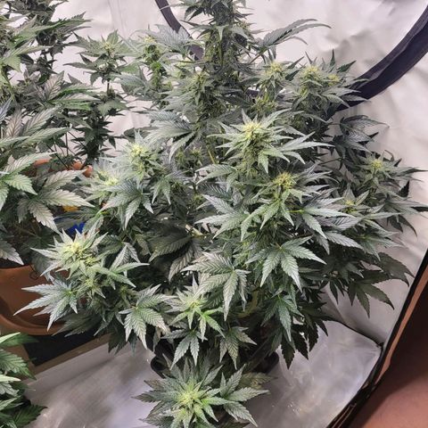 Afghani #1 Automatic growlog timeline photo
