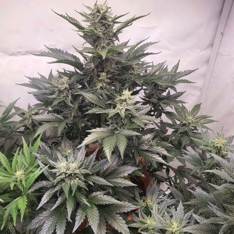 Afghani #1 Automatic growlog timeline photo
