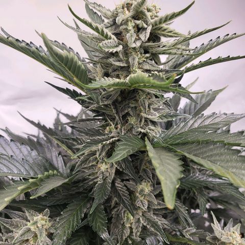 Afghani #1 Automatic growlog timeline photo
