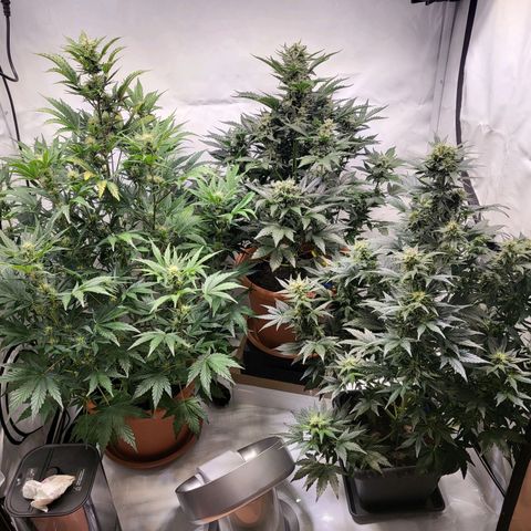 Afghani #1 Automatic growlog timeline photo