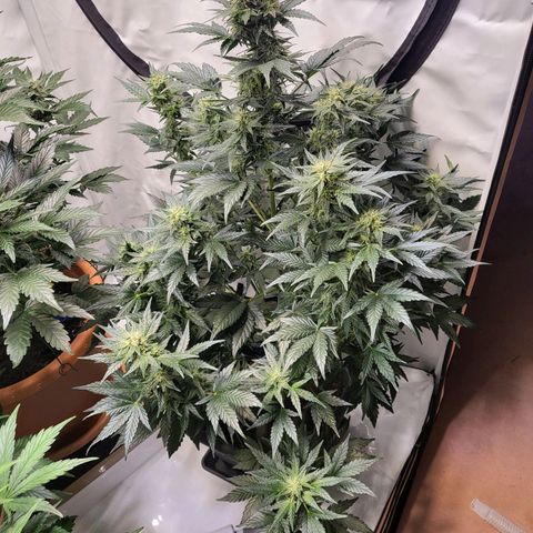 Afghani #1 Automatic growlog timeline photo