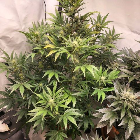 Afghani #1 Automatic growlog timeline photo