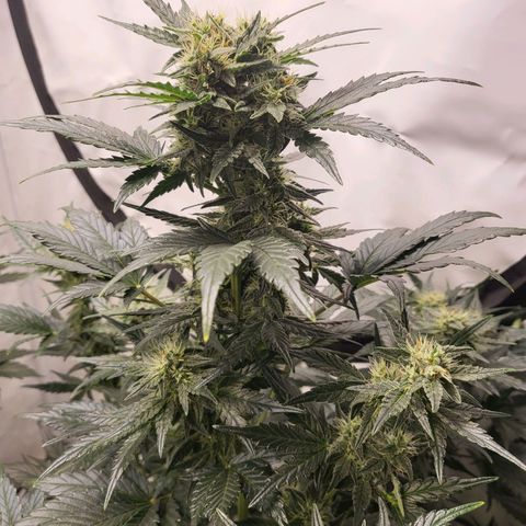 Afghani #1 Automatic growlog timeline photo