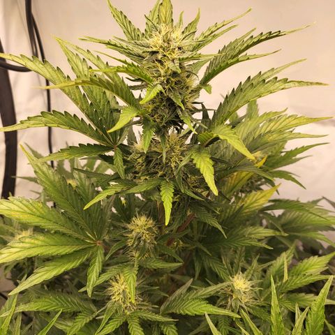 Afghani #1 Automatic growlog timeline photo
