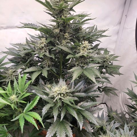 Afghani #1 Automatic growlog timeline photo