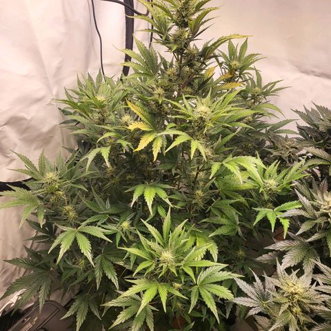 Afghani #1 Automatic growlog timeline photo