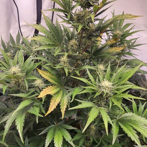 Afghani #1 Automatic growlog timeline photo