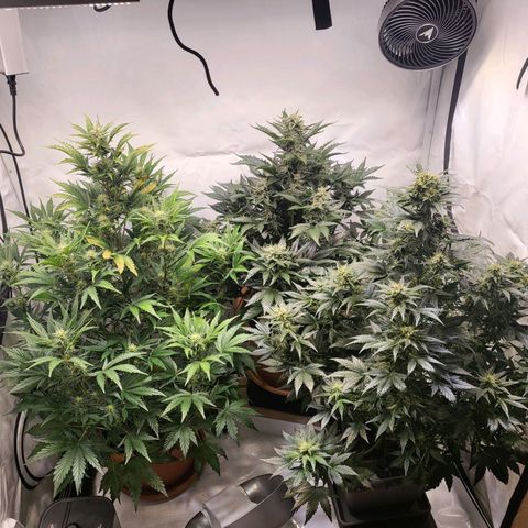 Afghani #1 Automatic growlog timeline photo