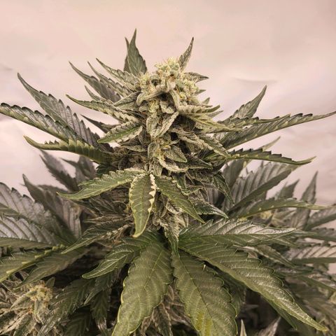 Afghani #1 Automatic growlog timeline photo