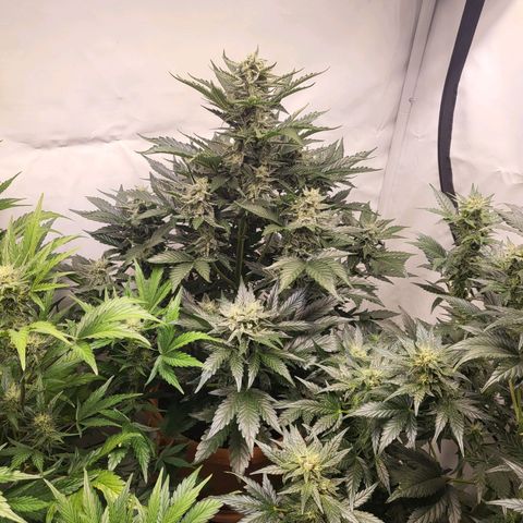 Afghani #1 Automatic growlog timeline photo