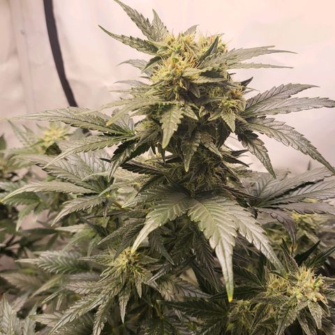 Afghani #1 Automatic growlog timeline photo