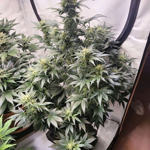Afghani #1 Automatic growlog timeline photo