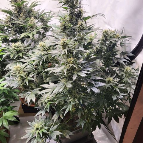 Afghani #1 Automatic growlog timeline photo