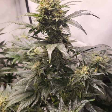 Afghani #1 Automatic growlog timeline photo