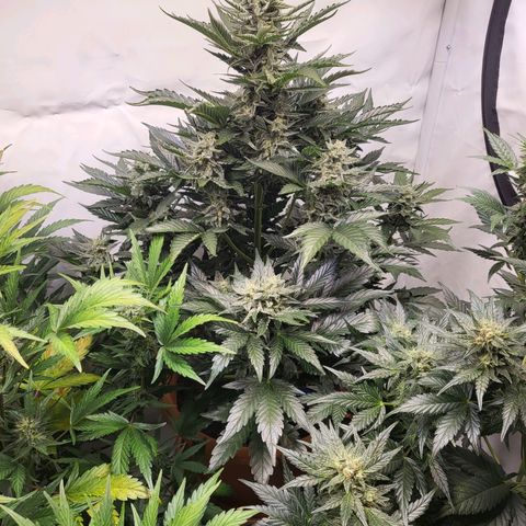 Afghani #1 Automatic growlog timeline photo