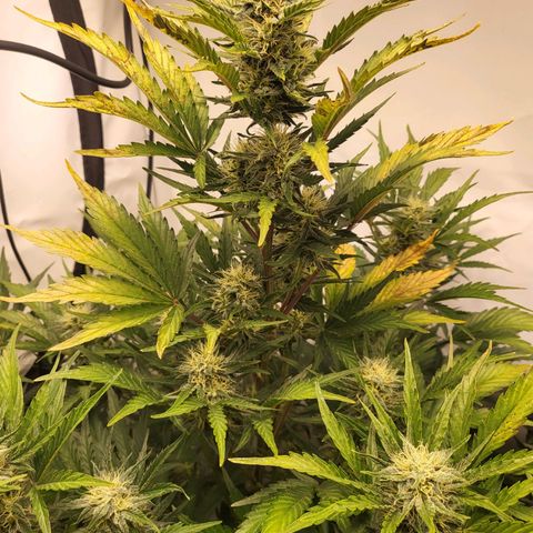 Afghani #1 Automatic growlog timeline photo