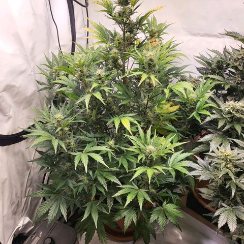 Afghani #1 Automatic growlog timeline photo