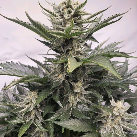 Afghani #1 Automatic growlog timeline photo