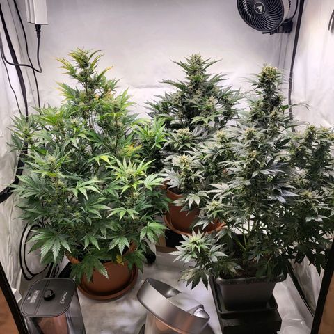 Afghani #1 Automatic growlog timeline photo