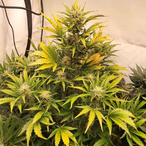 Afghani #1 Automatic growlog timeline photo