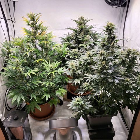 Afghani #1 Automatic growlog timeline photo