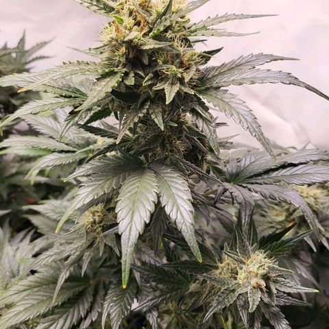 Afghani #1 Automatic growlog timeline photo