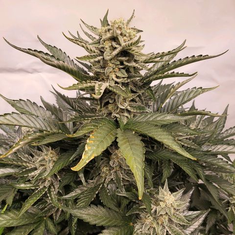 Afghani #1 Automatic growlog timeline photo