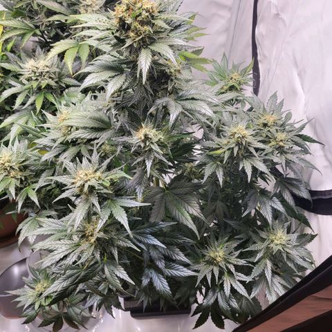 Afghani #1 Automatic growlog timeline photo