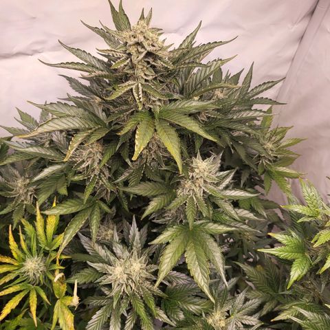 Afghani #1 Automatic growlog timeline photo