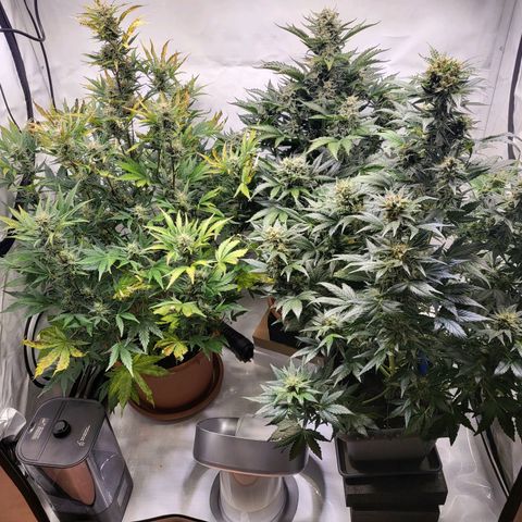 Afghani #1 Automatic growlog timeline photo