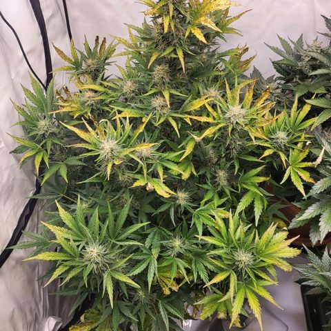 Afghani #1 Automatic growlog timeline photo