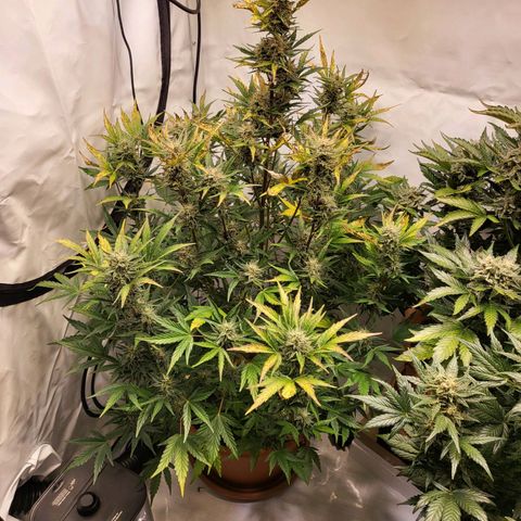 Afghani #1 Automatic growlog timeline photo