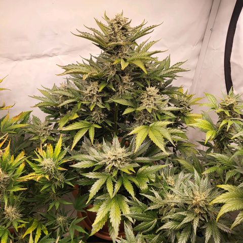 Afghani #1 Automatic growlog timeline photo
