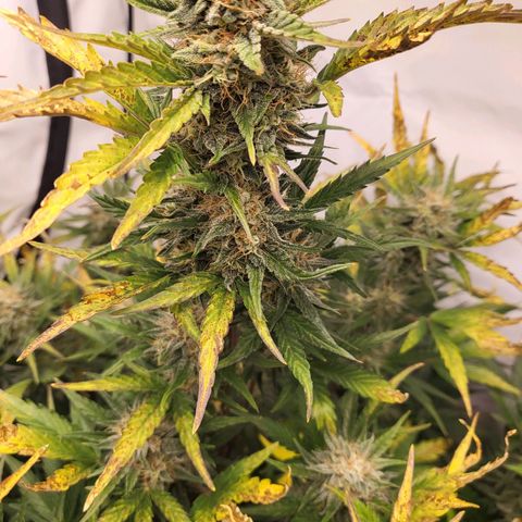 Afghani #1 Automatic growlog timeline photo