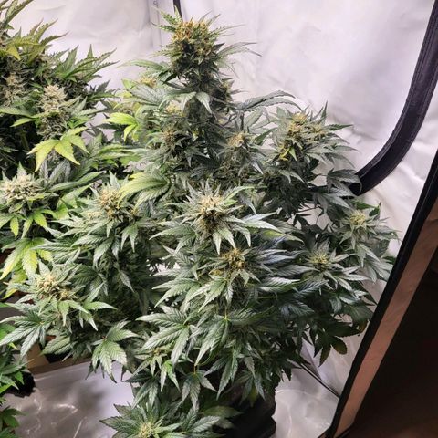 Afghani #1 Automatic growlog timeline photo