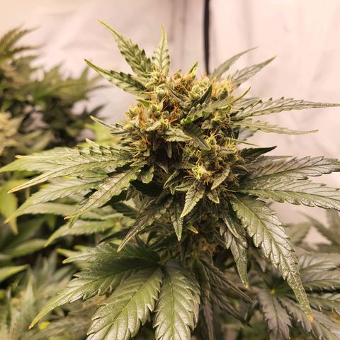 Afghani #1 Automatic growlog timeline photo
