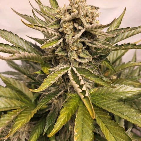 Afghani #1 Automatic growlog timeline photo
