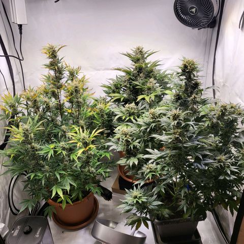 Afghani #1 Automatic growlog timeline photo