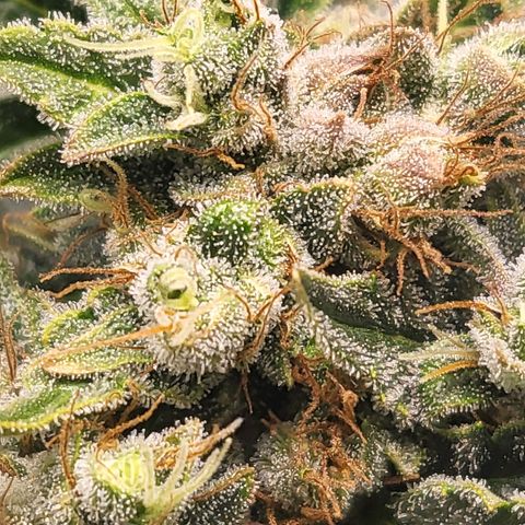 Afghani #1 Automatic growlog timeline photo